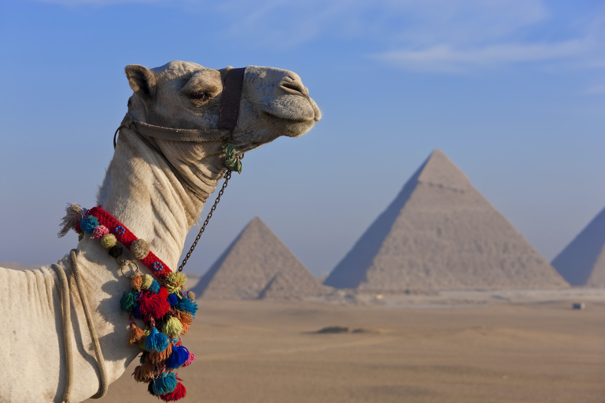 Camel in the desert with three pyramids in the Giza pyramid complex