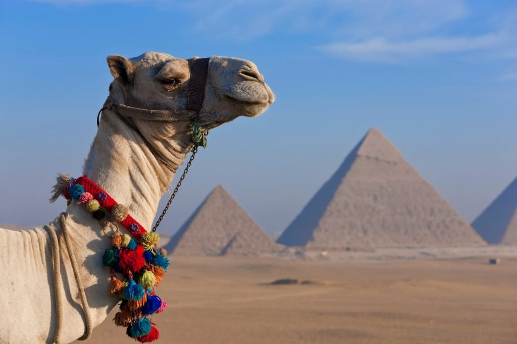 A decorated camel in front of the pyramids on the Giza plateau